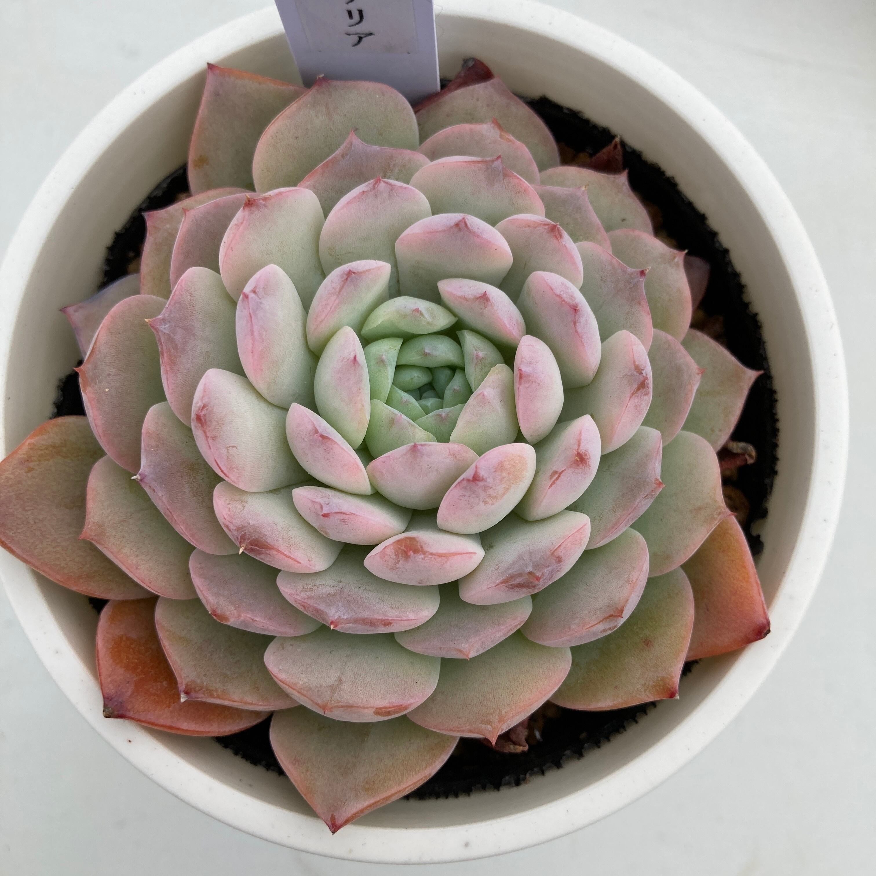 現物商品 ロザリア 3号サイズ 多肉植物研究所 現物商品 ロザリア 3号サイズ 多肉植物研究所