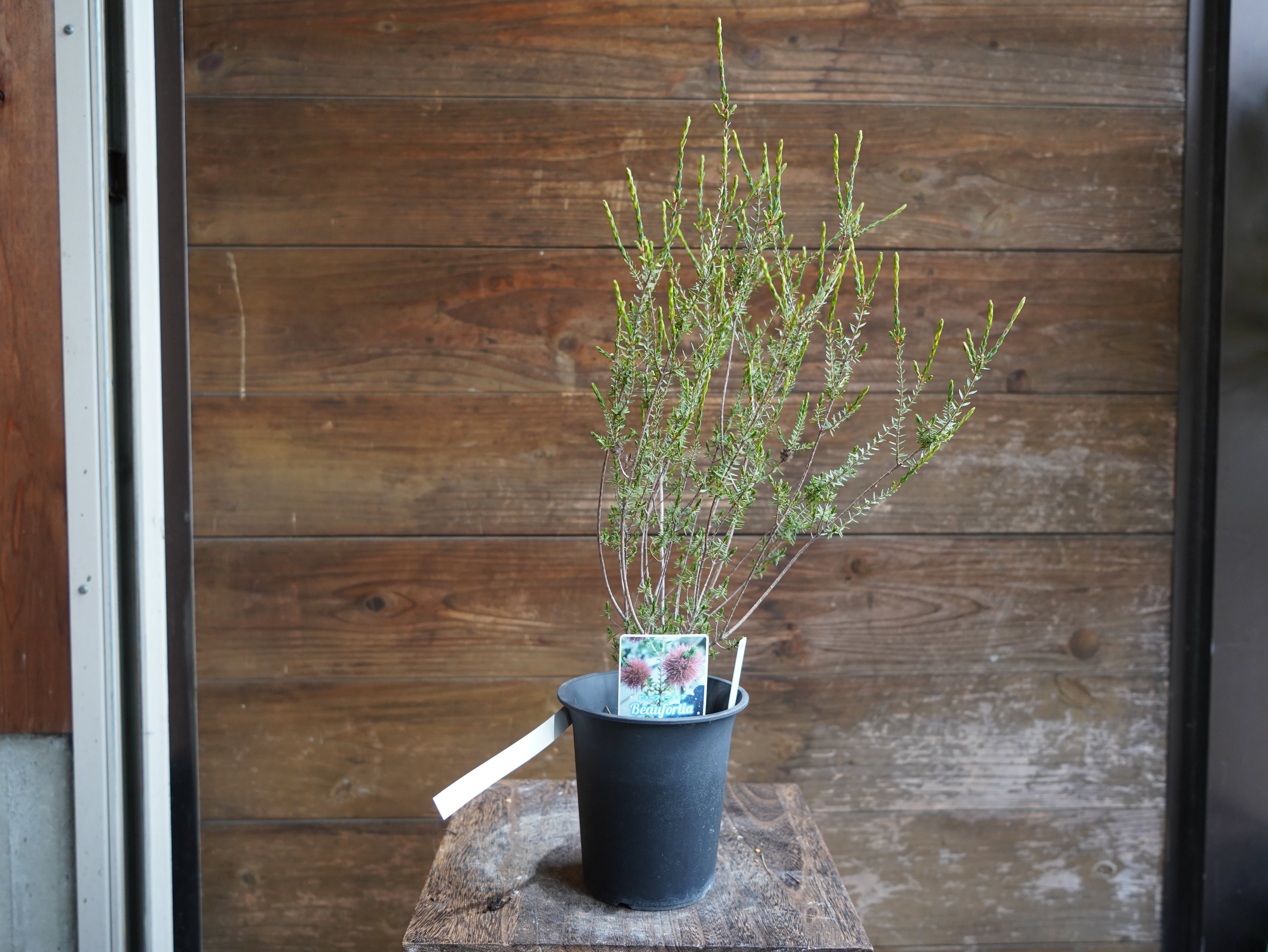 【現物】ビューフォーティア　プルプレア　B