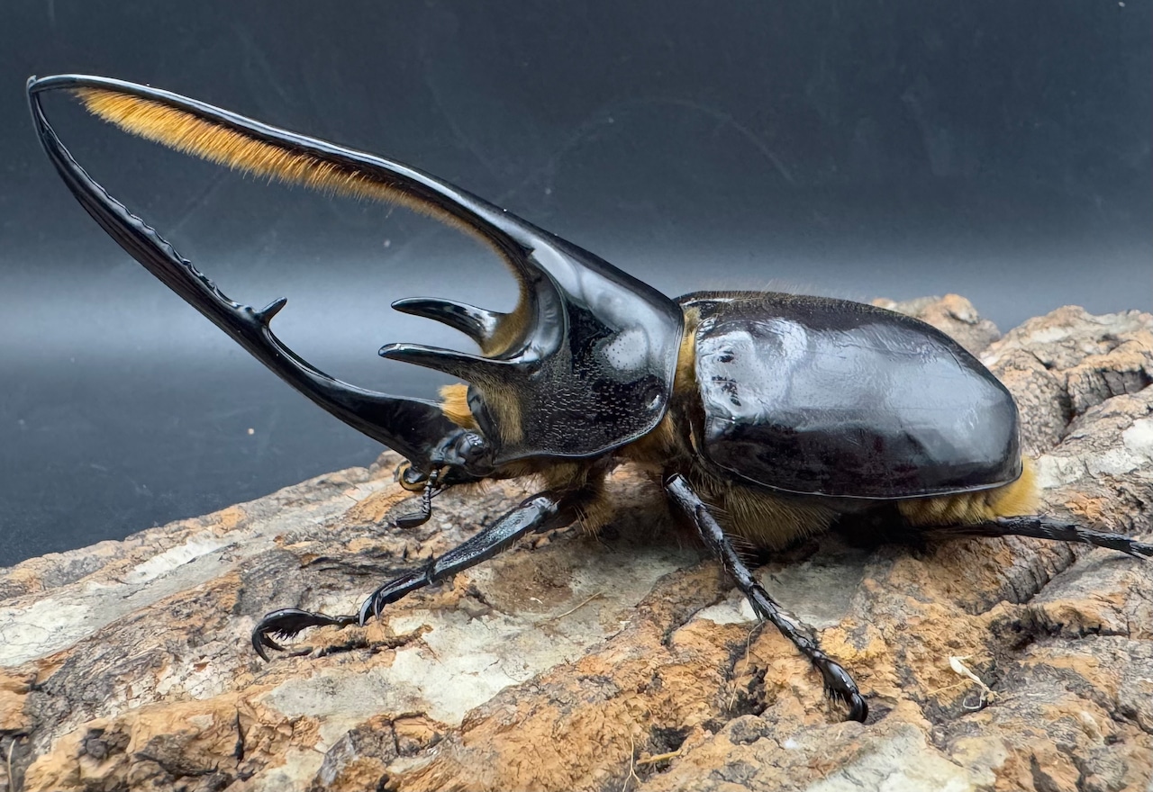 《ネプチューンオオカブト 117mm ペア》