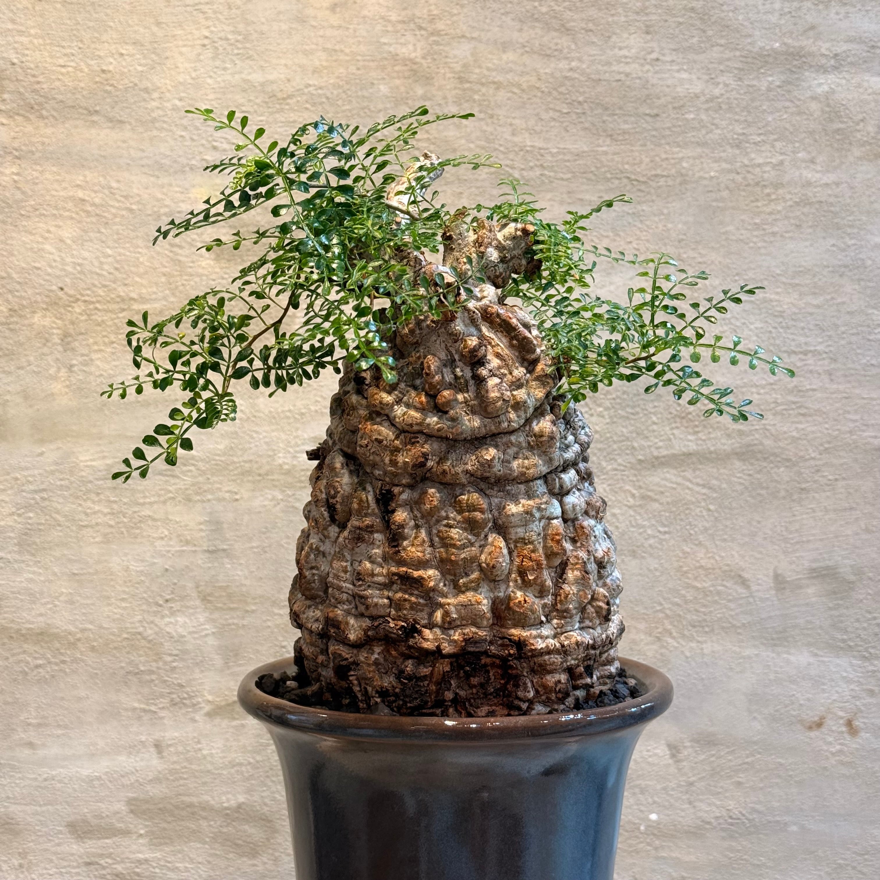 送料無料！【植物】オペルクリカリア パキプス 発根済み現地株×ARCH