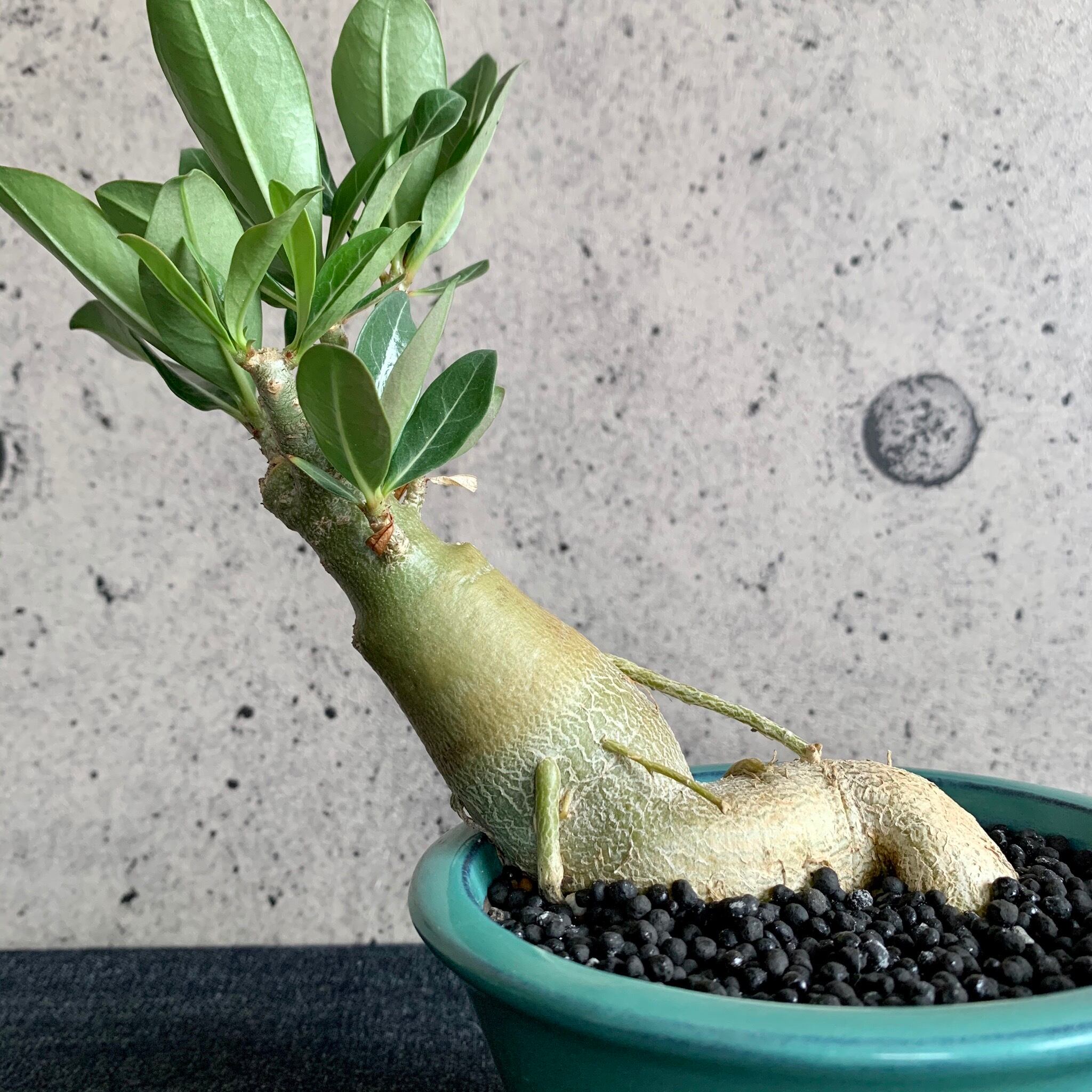 アデニウム ターコイズブルー陶器鉢 Planet Plants プラネットプランツ