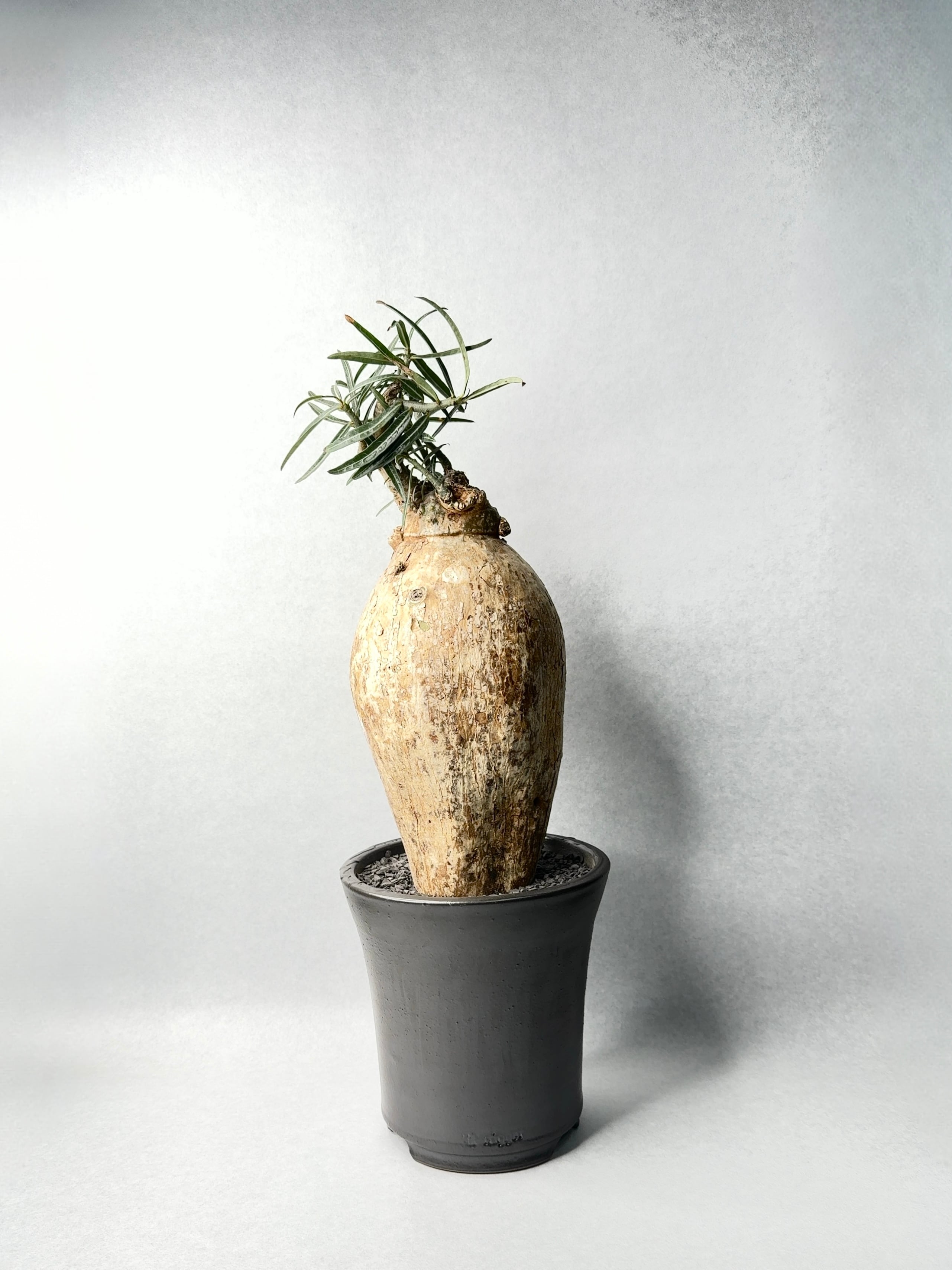 アデニウム・ソマレンセ | trigger