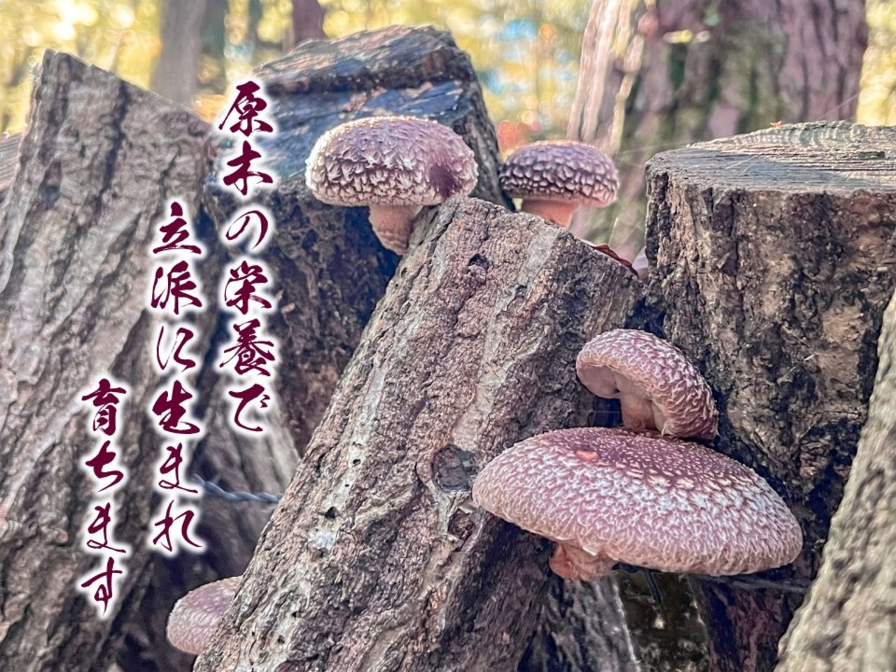 原木乾し椎茸２４０ｇ（120ｇ×２袋）