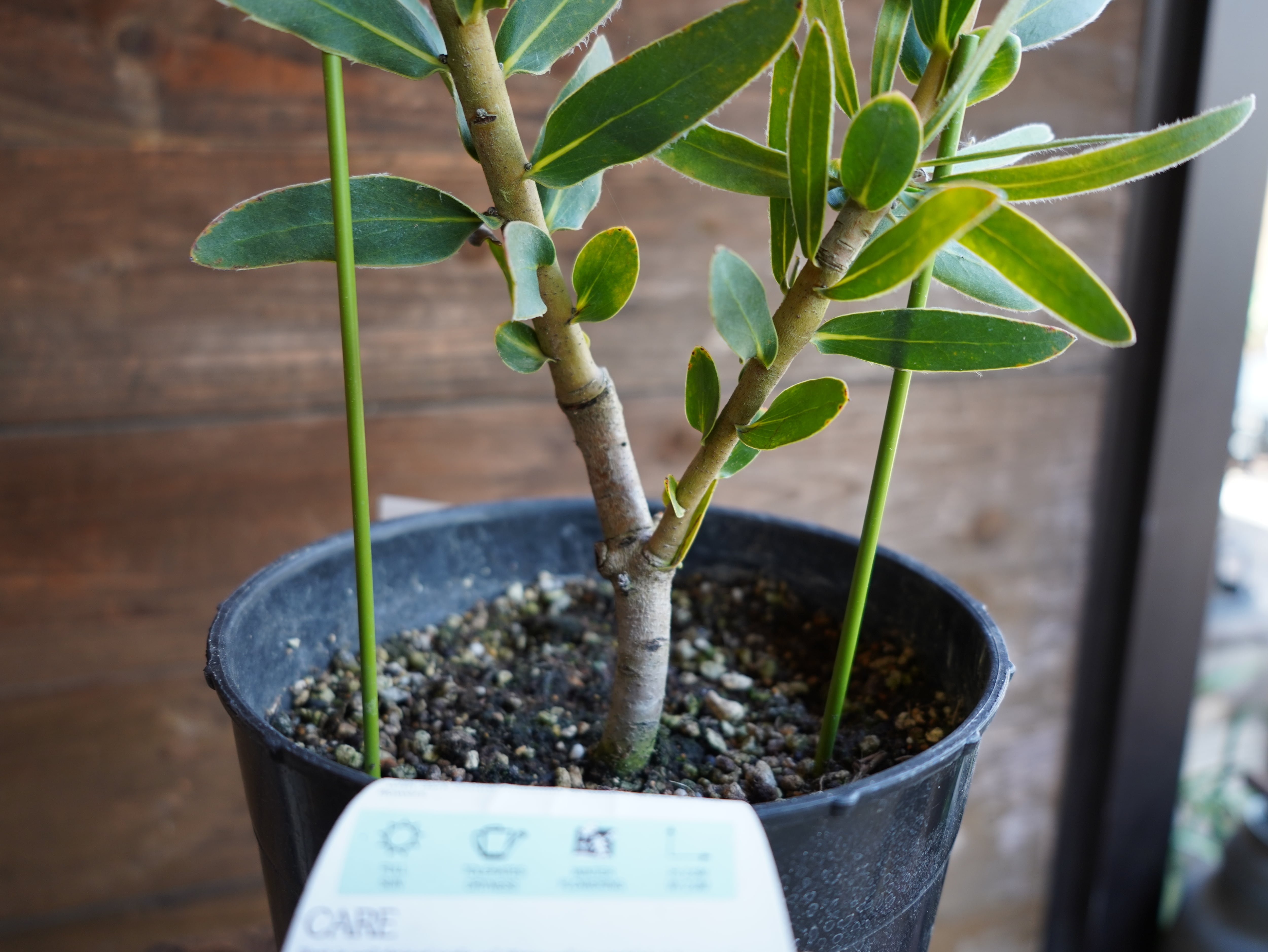 【現物】プロテア　"ピンクパール"