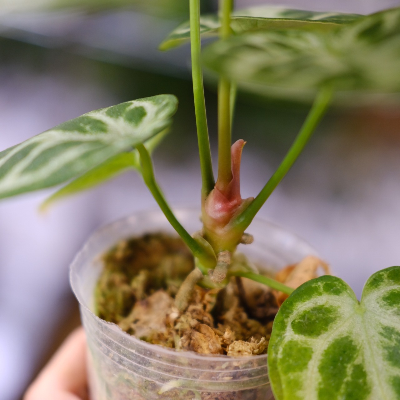 アンスリウム ドラヤキ × シルバーブラッシュ / Anthurium Dorayaki × Anthurium Silver brush⑩/ 観葉植物<育て方・花言葉>
