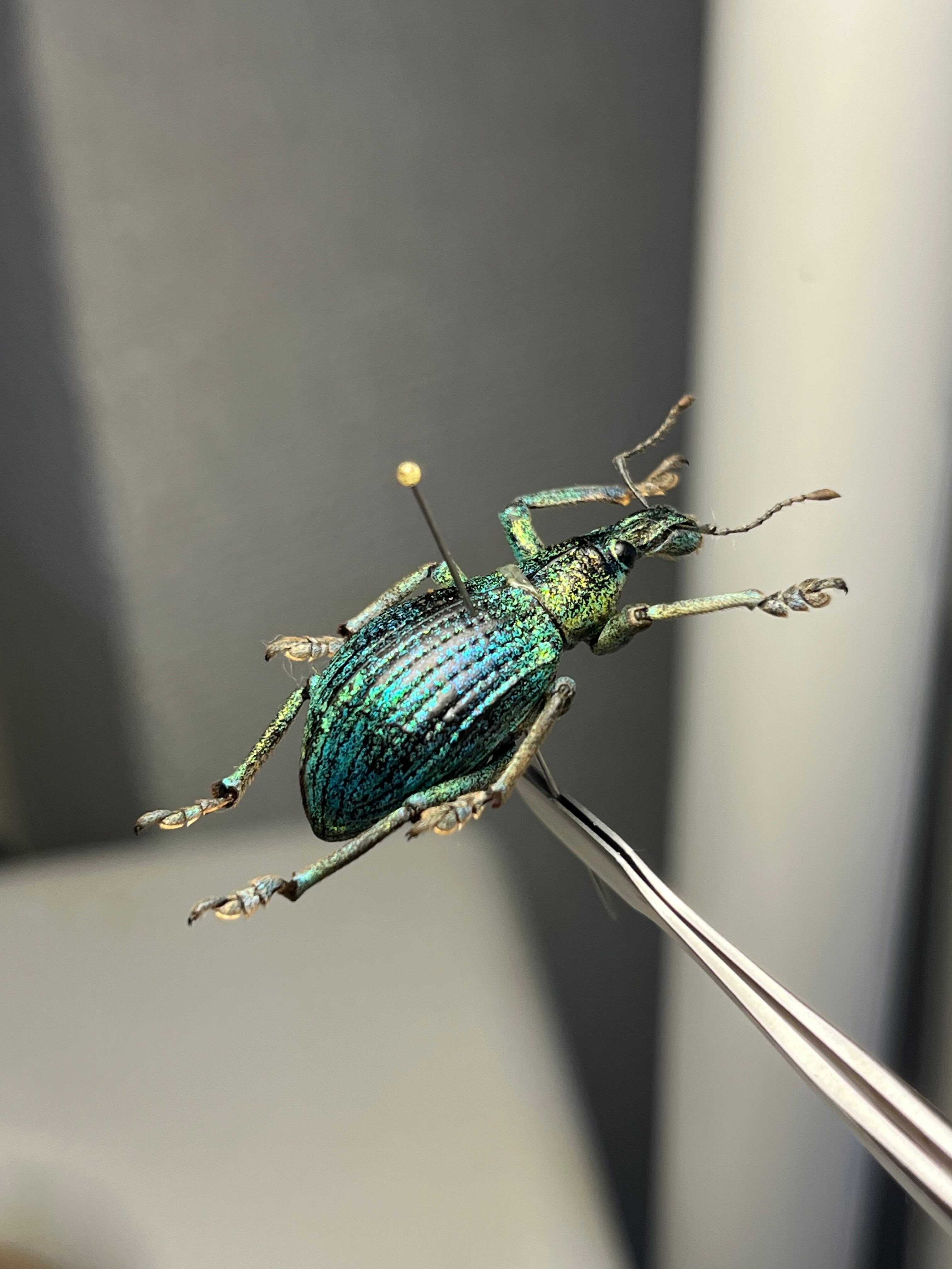 26mm】ソロモン諸島のラメ感のあるホウセキゾウムシ 標本カミキリ昆虫