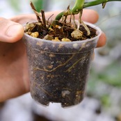 【斑入り】アロカシア ブラックベルベット⑤ / Alocasia reginula 'Variegated'│観葉植物