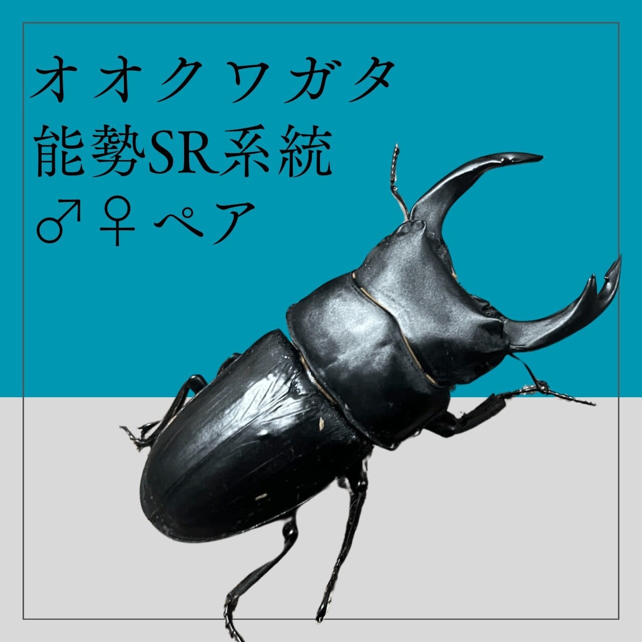 国産オオクワガタ 能勢SR血統 標本 84.8ミリ 飼育品 羽に難あり 特大】オオクワガタ 能勢SR血統 ペア オス84.5mm | 輝心堂 最高級菌糸