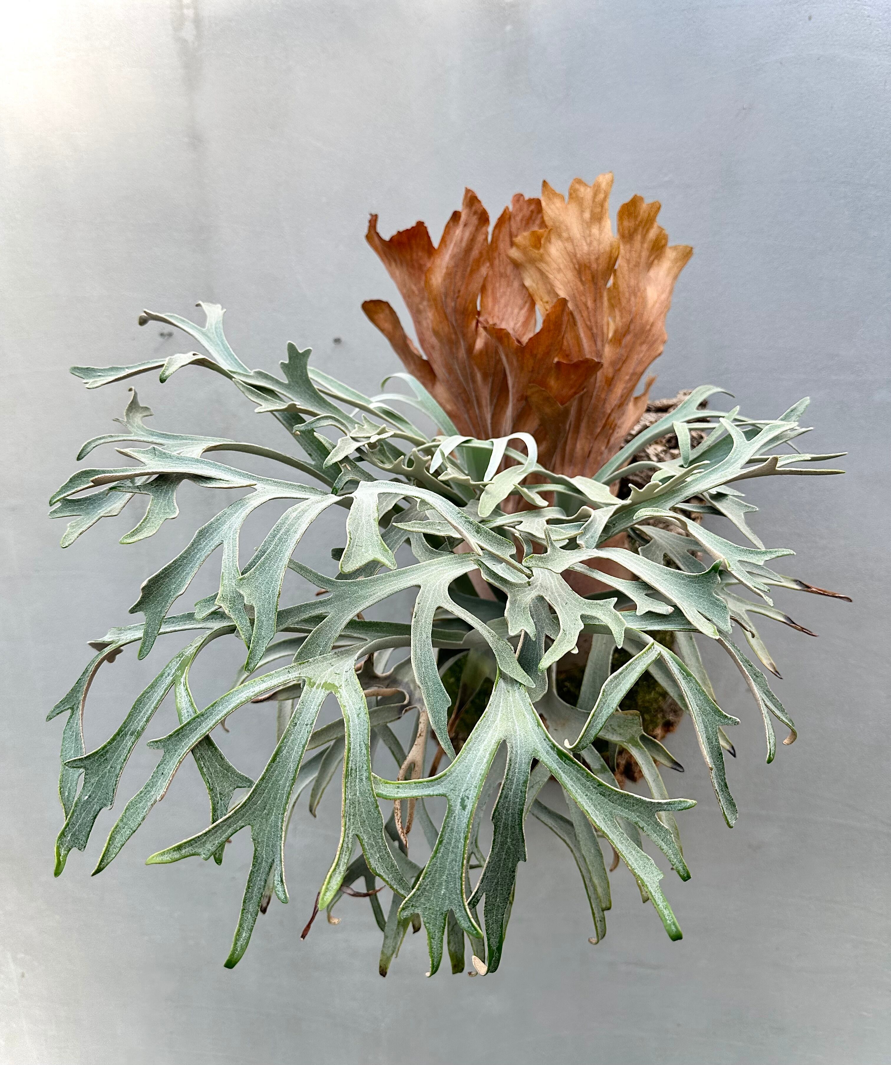 P.willinckii ‘Moonlight’ (pn) OC P. willinckii 'Moonlight' (PN) ビカクシダ ウィリンキー 'ムーン