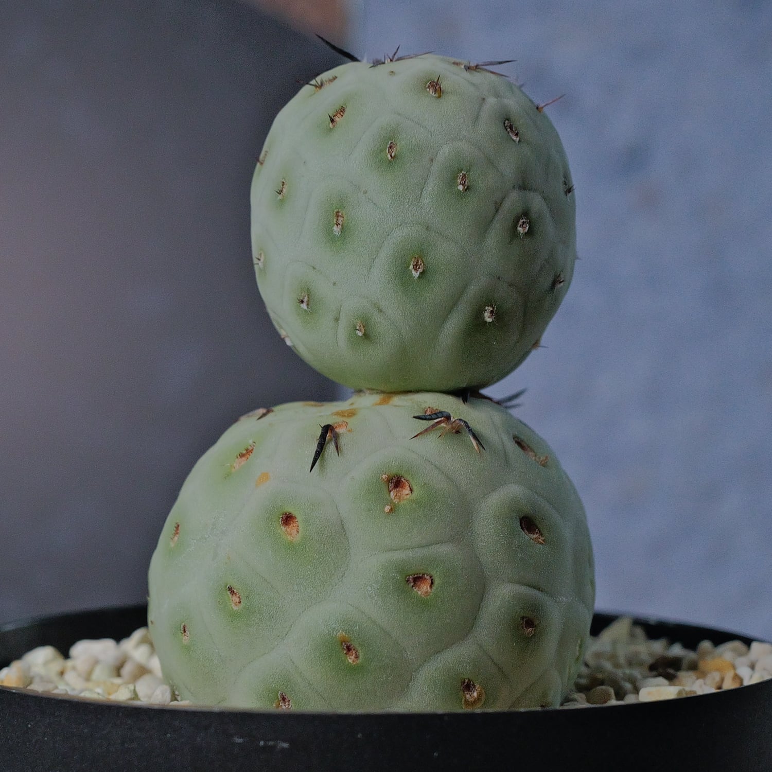 大球 5cm 2球 ダブル テフロカクタス ゲオメトリクス