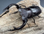 《フォルスターフタマタ亜種キヨタミ 74mm A'品ペア》