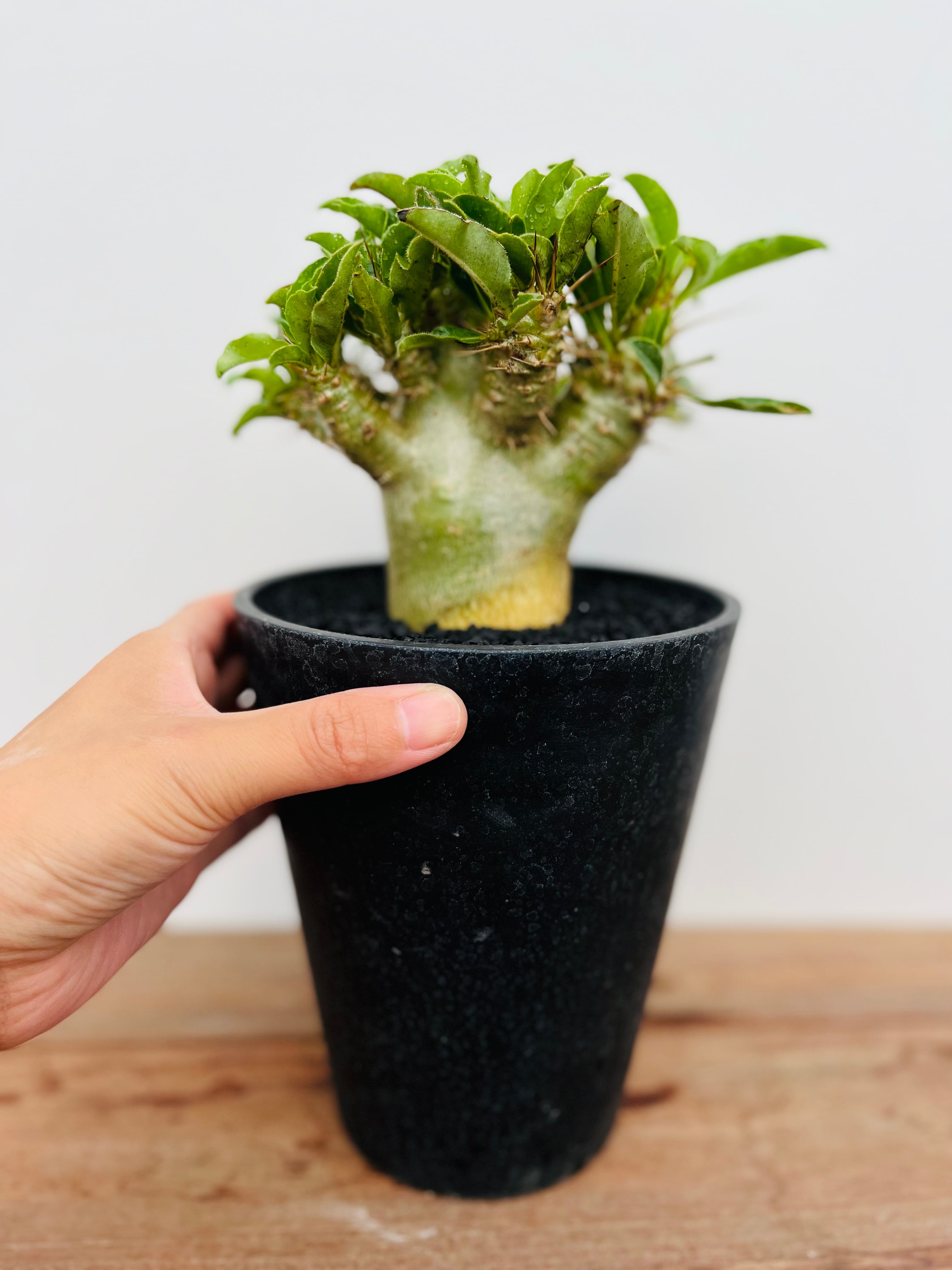 パキポディウム・サウンデルシー　白馬城 富士砂仕立・マットブラック和モダン鉢 パキポディウム・サウンデルシー 白馬城 富士砂仕立・マット