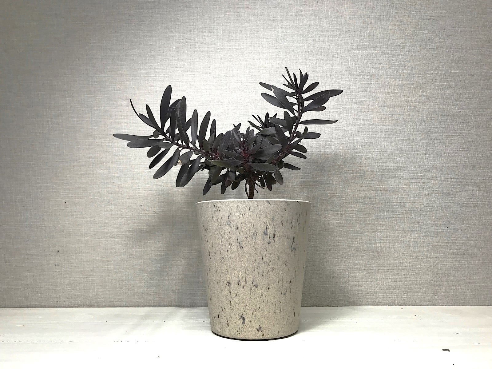 リューカデンドロン エボニー