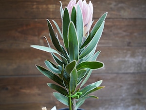 【現物】プロテア "ピンクパール"