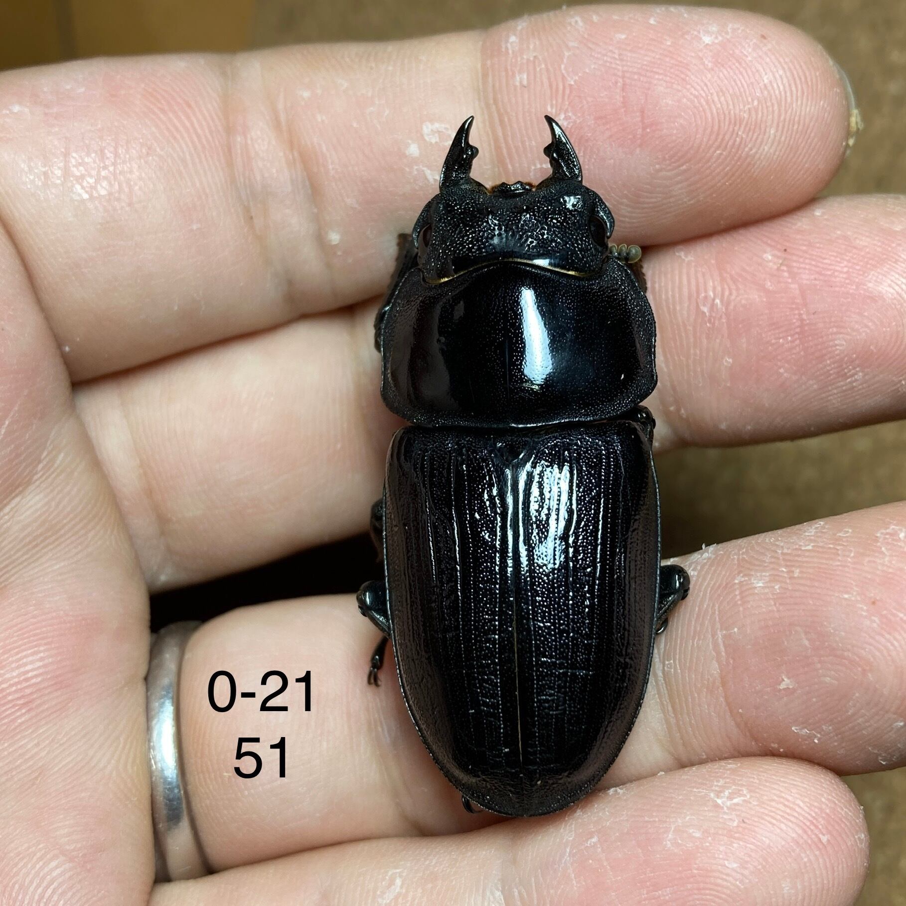 マツノ系統 87ミリ 久留米産オオクワガタ（訳アリ）