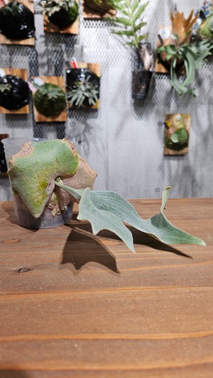 P.Wanna Siqi Pup【artPLANTs/PLANTS GARAGE 】ビカクシダ#Platycerium ビカクシダ#Platycerium