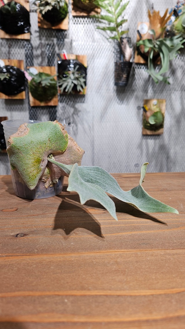 P.Wanna Siqi Pup【artPLANTs/PLANTS GARAGE 】ビカクシダ#Platycerium ビカクシダ#Platycerium