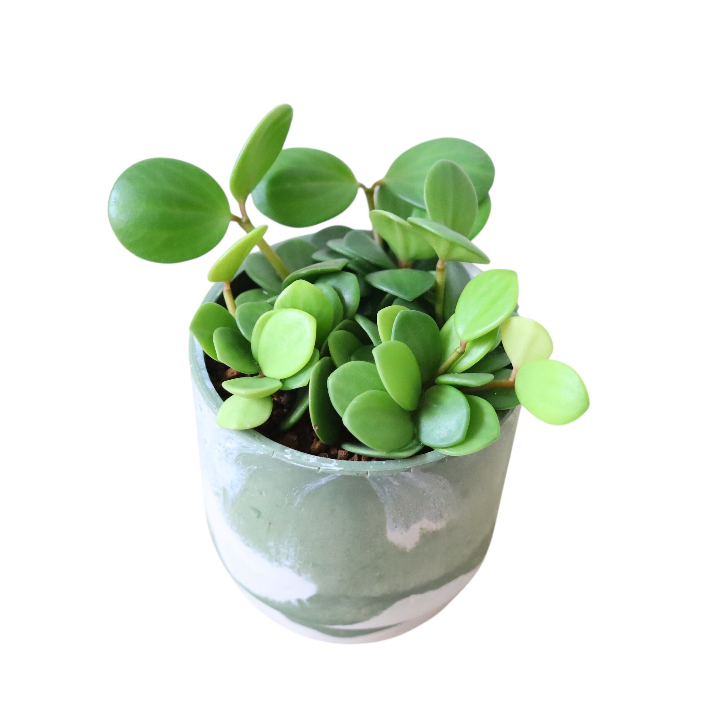 ペペロミア ホープ