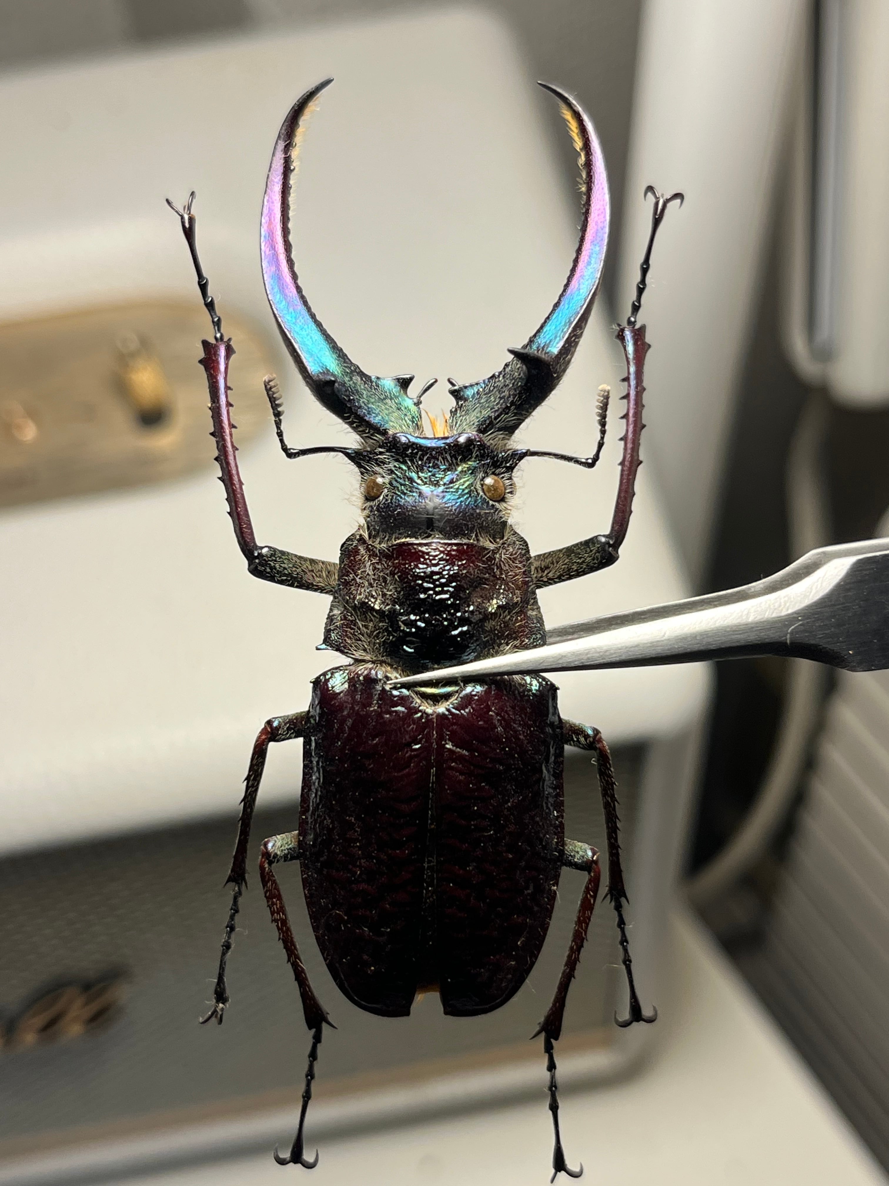 顎MAZIORA】ギガンテウスシワバネクワガタ 昆虫標本 ニジイロクワガタ