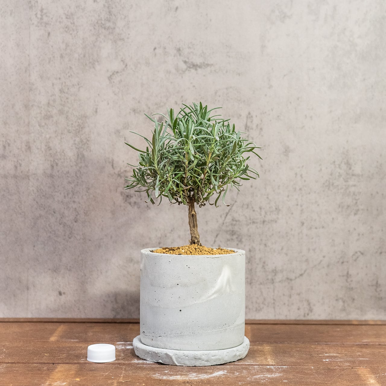 ラベンダー盆栽仕立て｜丸い樹形がかわいい爽やかグリーン【虫発生抑制／手作りモルタル鉢】