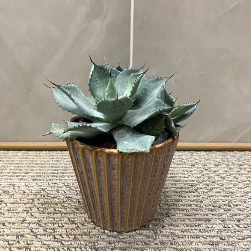 一点もの【サボテン・アガベ】｜観葉植物｜サボテン｜ギフト｜フラワーギフト｜サボテンおすすめ｜