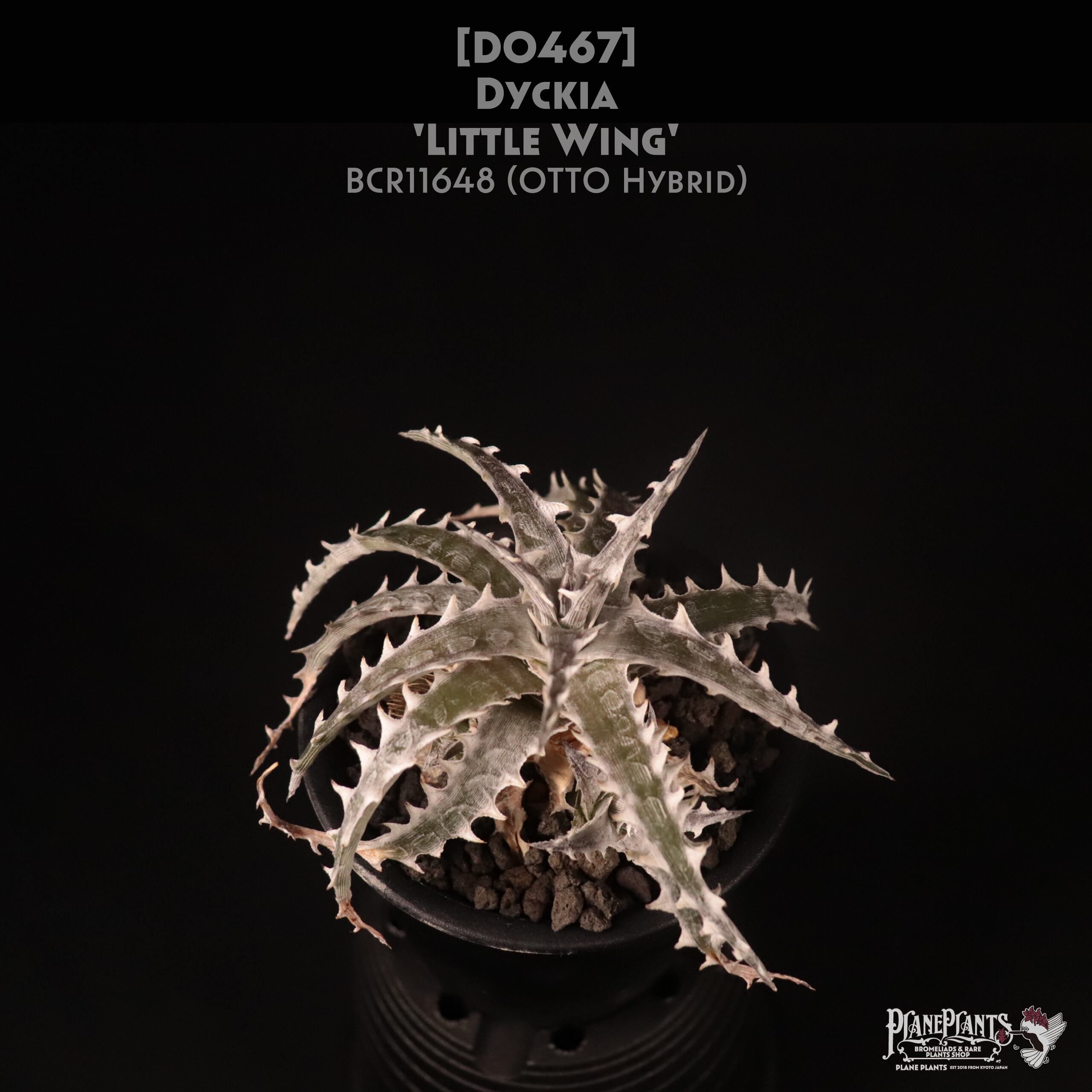 【送料無料】Dyckia 'Little Wing'〔ディッキア〕現品発送D0467