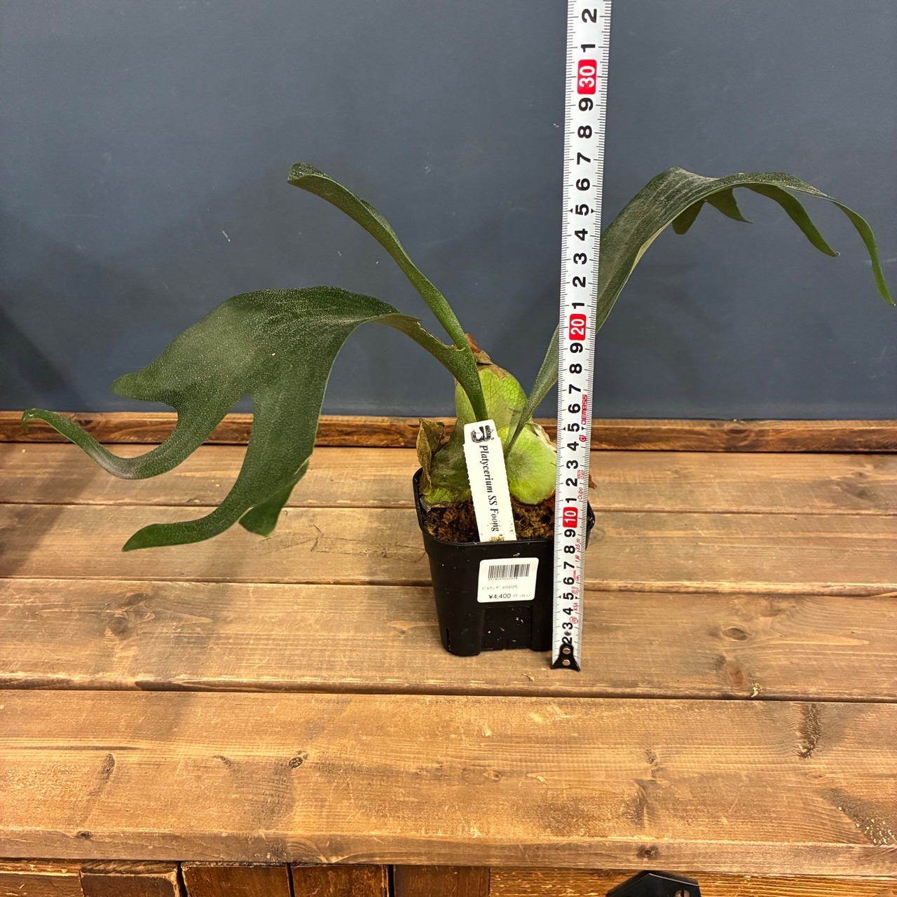 【UJビカクフェア】【〜4/16 10%OFF】 ビカクシダ P. ss Foong "千手観音"【537】