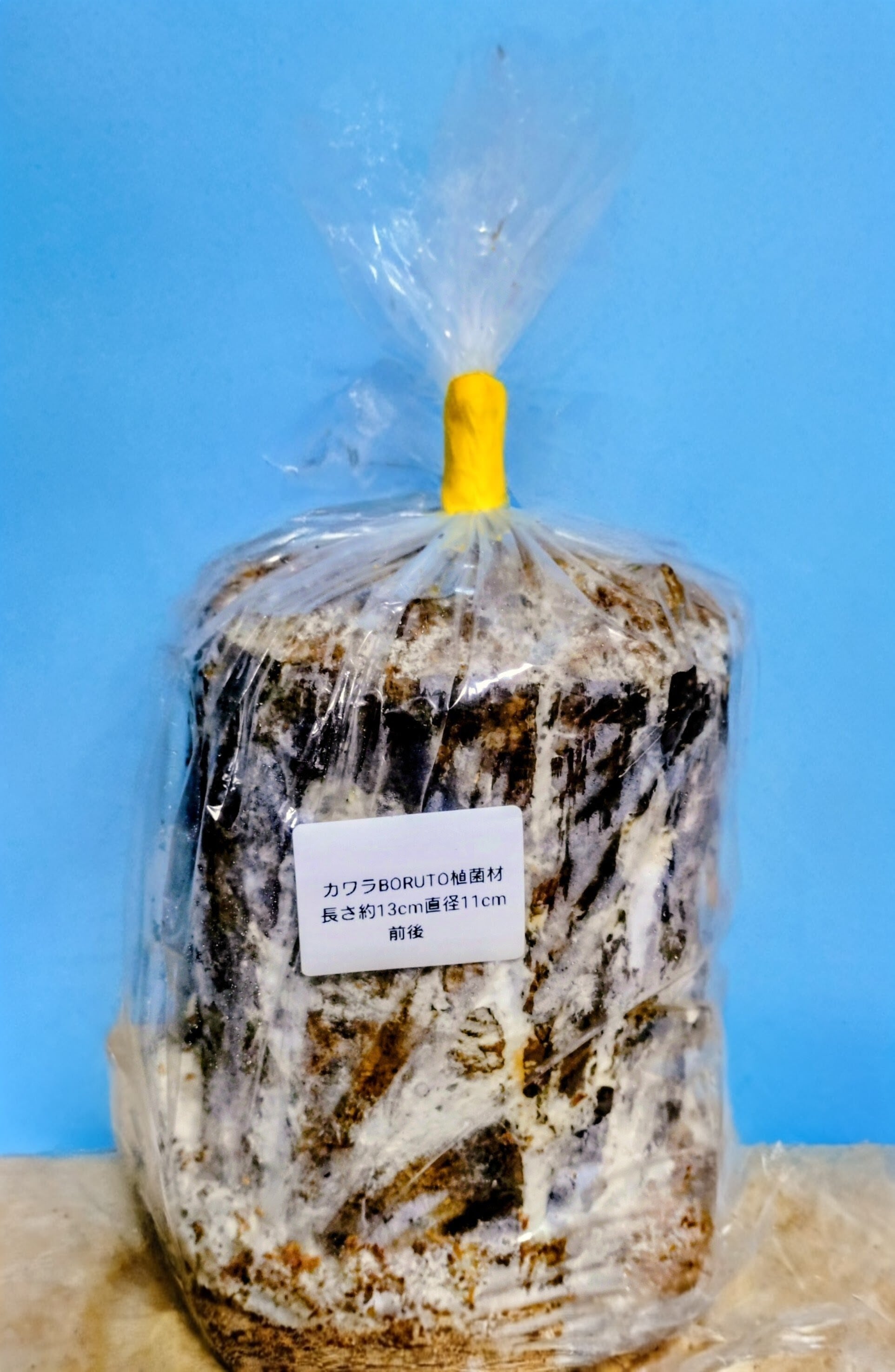 カワラBORUTO植菌材 長さ約13cm 直径8cm〜9cm前後 | Forest Insect