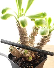 発根済カット苗 ユーフォルビア ポイゾニー錦 XL 7頭群生 自根 Euphorbia poissonii f.variegata