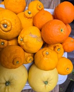 3種類の柑橘セット