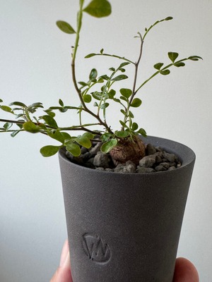 【新着】 Operculicarya decaryi × GHOST WARP【盆栽コーデックス】 オペルクリカリア デカリー_4