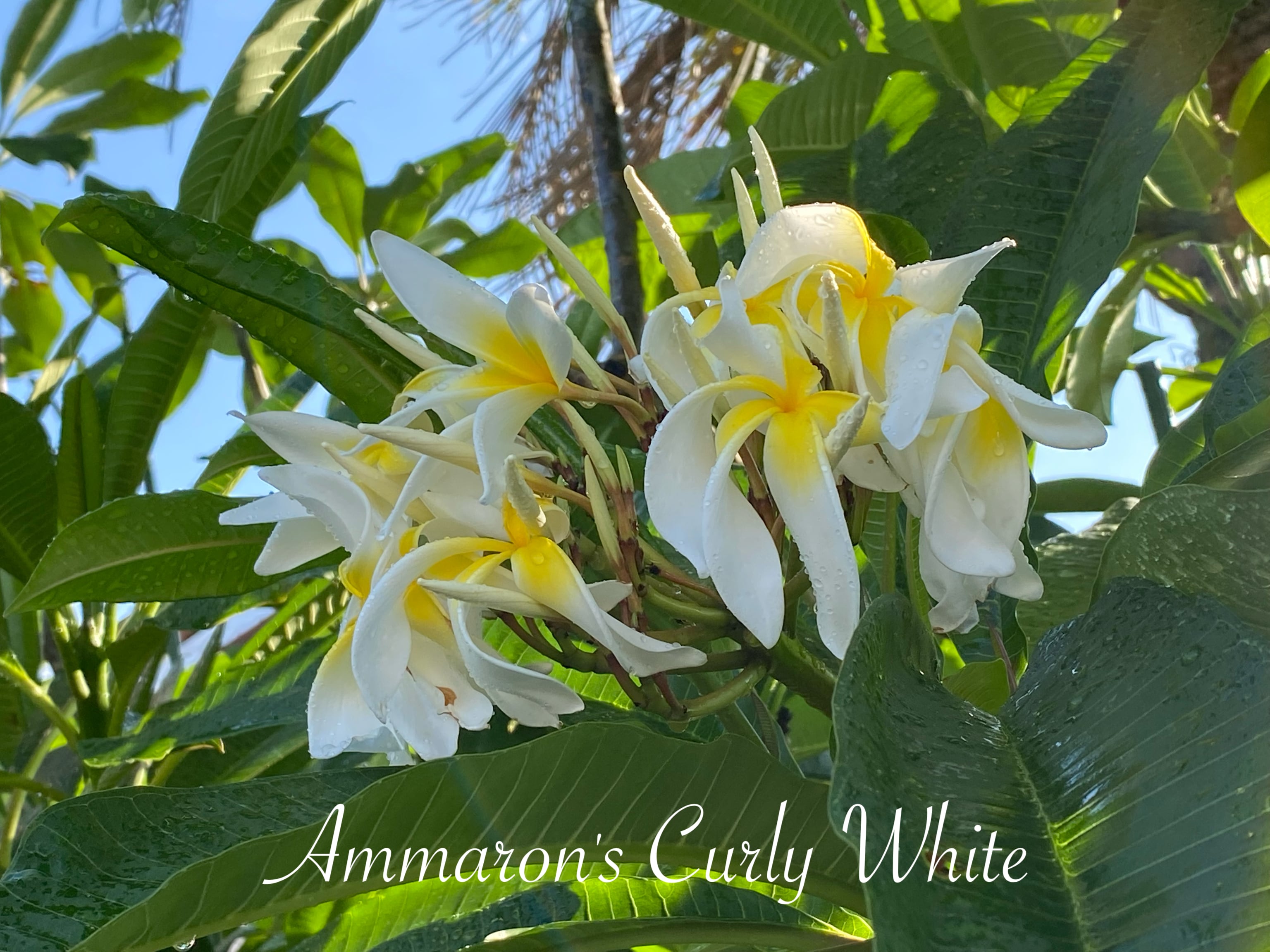 当園産プルメリア】希少品種“Ammaron's Curly White” 5号pot（発根苗 