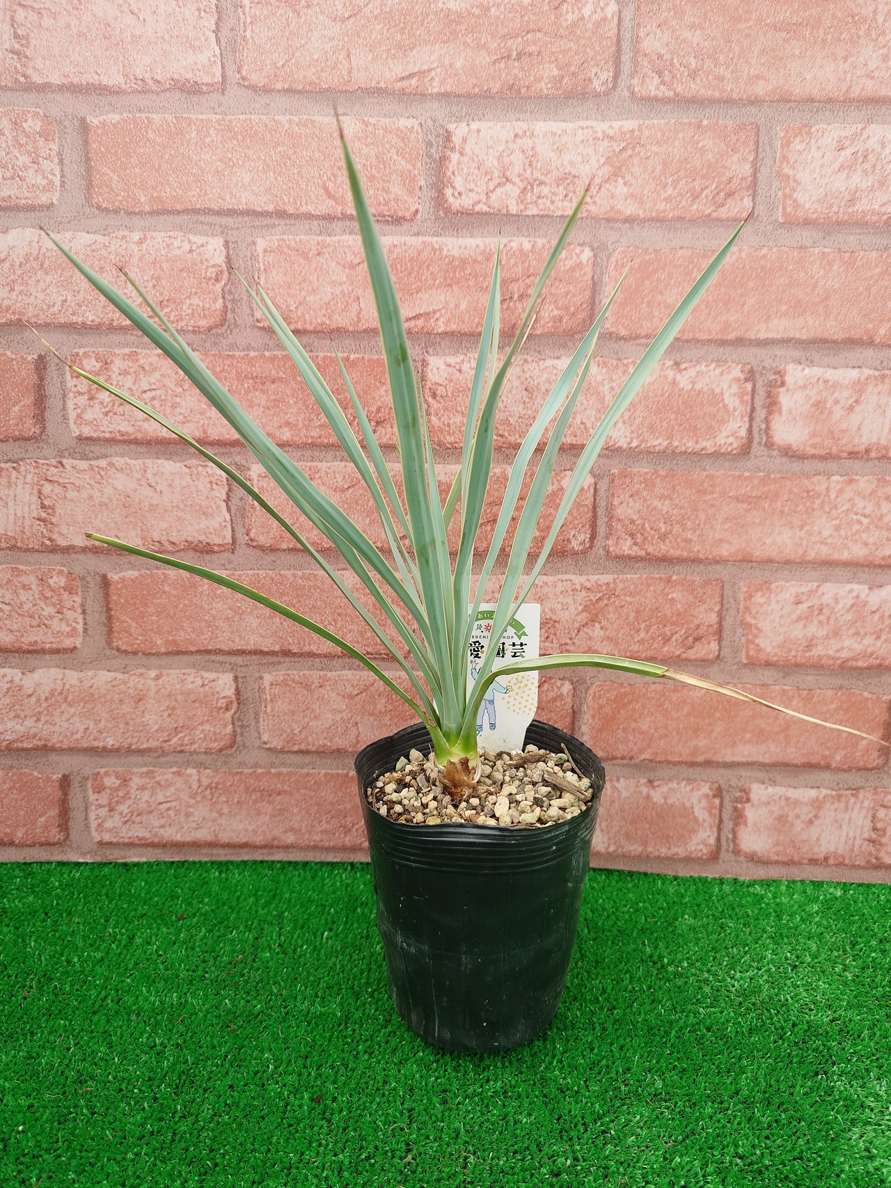 ユッカ ロストラータ 国内産 ⑥ 元気 