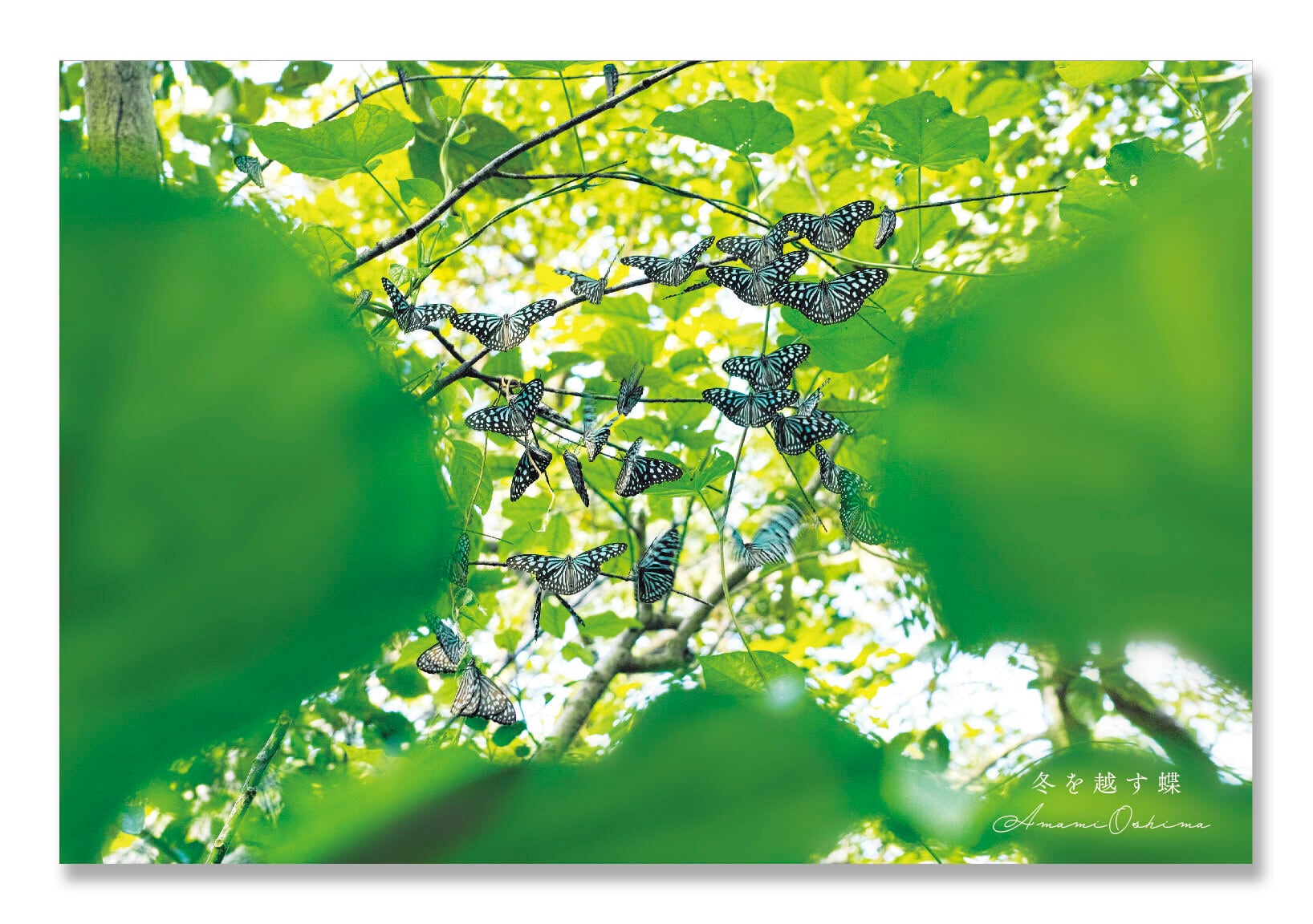 奄美ポストカード「冬を越す蝶」