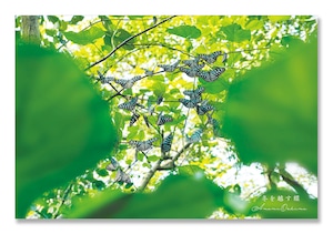 奄美ポストカード「冬を越す蝶」