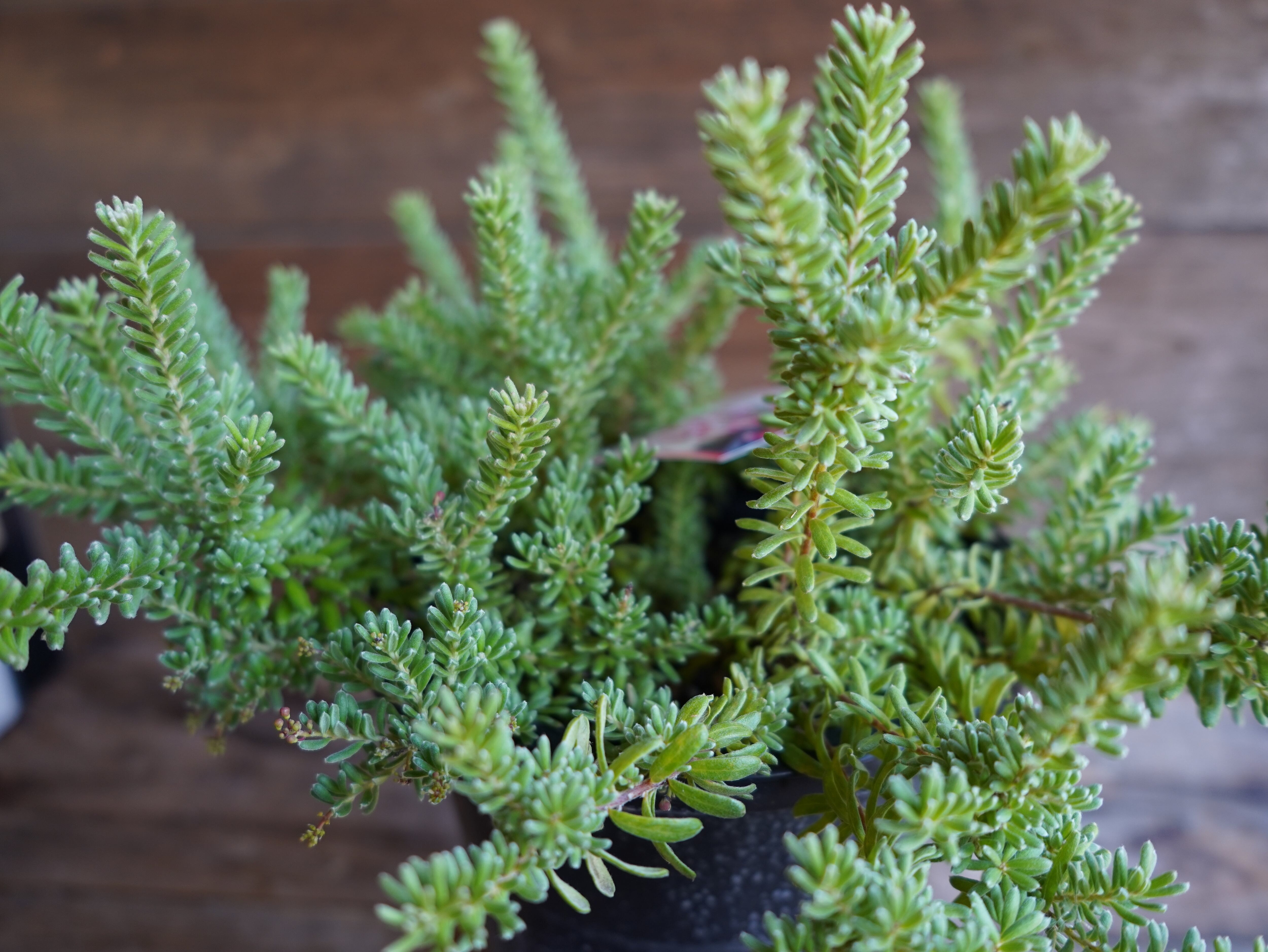 【現物】グレビレア ”ラニゲラ” C