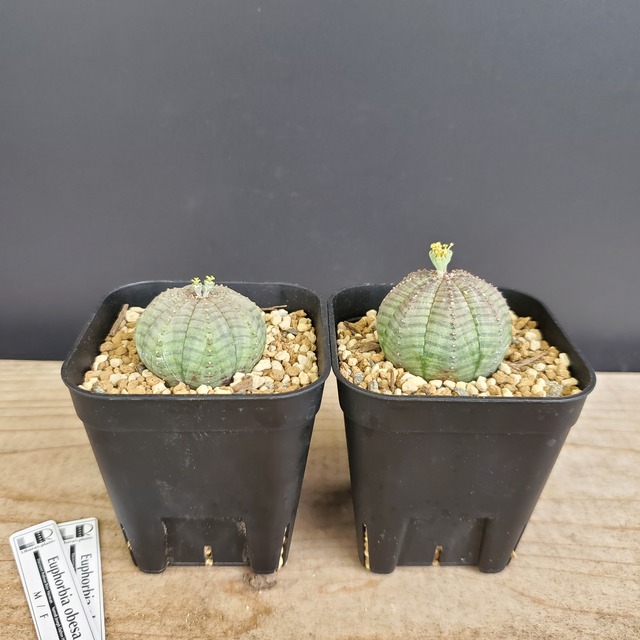 【ノーマル SSペアセット】 Euphorbia Obesa ユーフォルビア オベサ 木質化