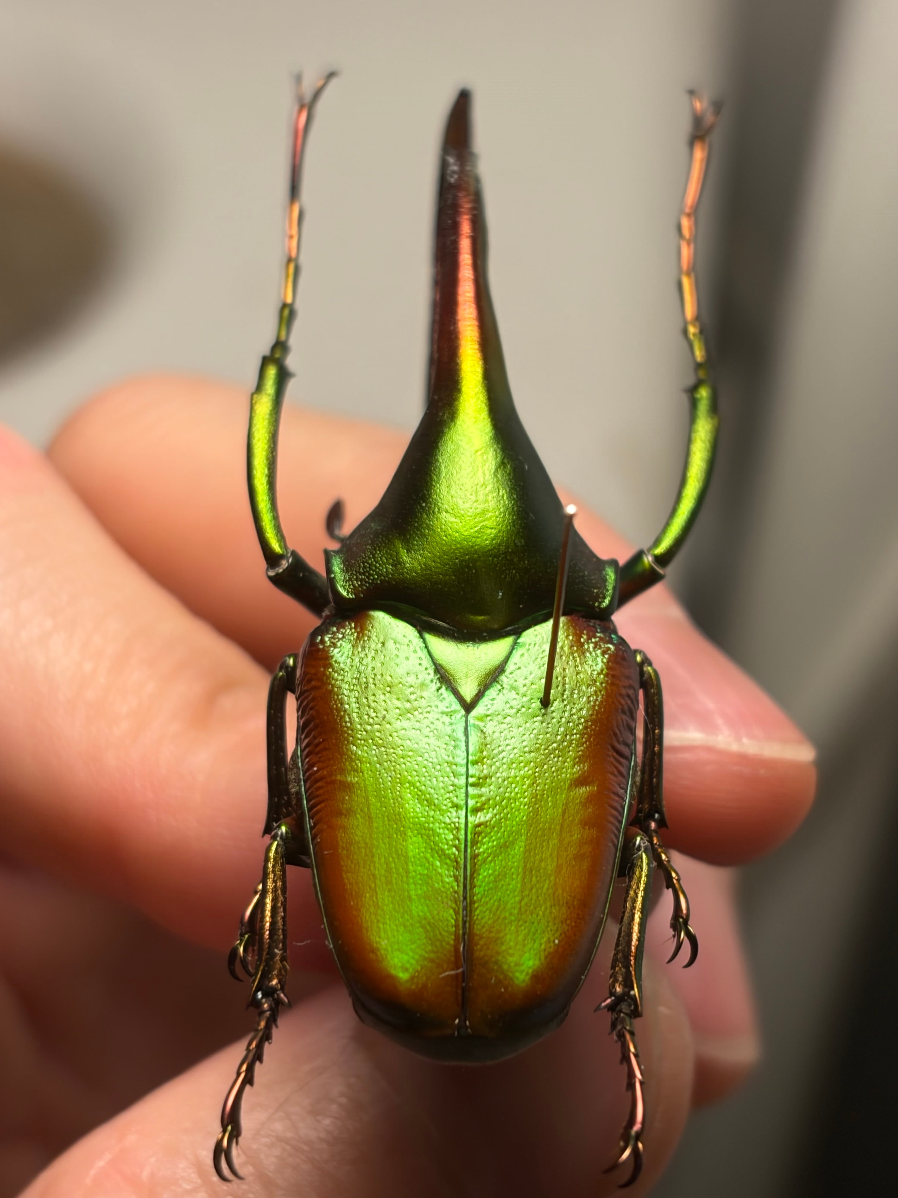皺無特大】カブトハナムグリ コガネムシ プラチナコガネ カナブン