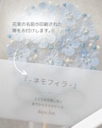 ４月限定『 - ネモフィラ - 』