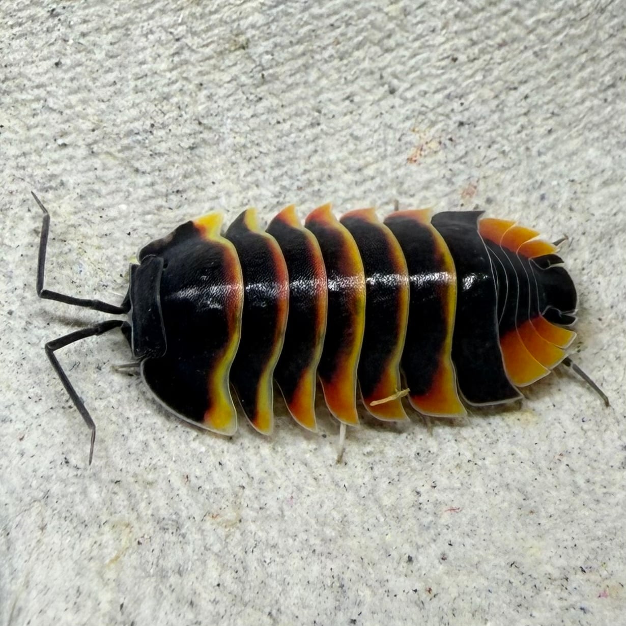 ダンゴムシ | 昆虫ショップ BUG FOREST 【カブト、クワガタ