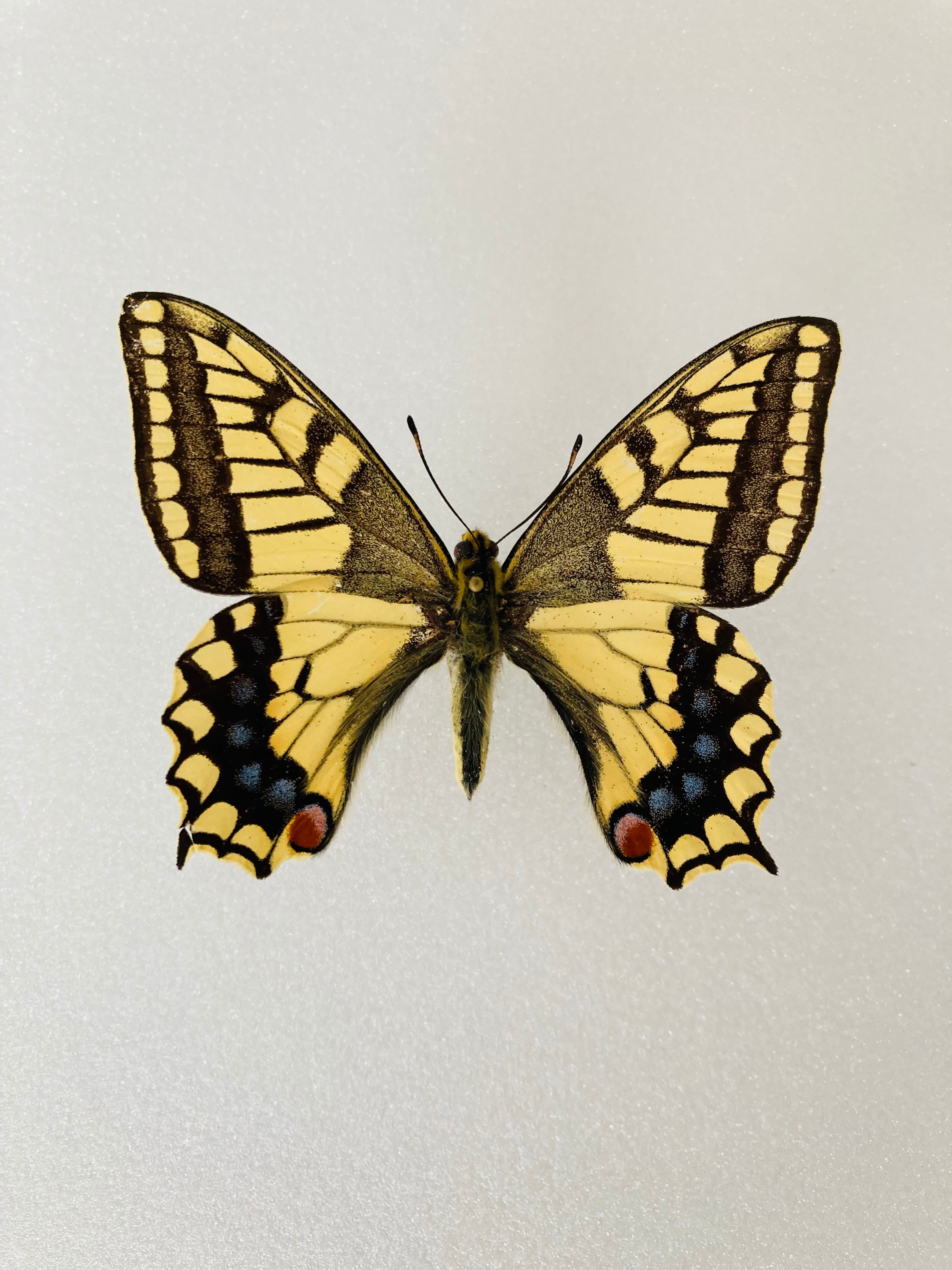 キアゲハ（1オス・インド/ラダック産） キアゲハ（1オス・インド/ラダック産）