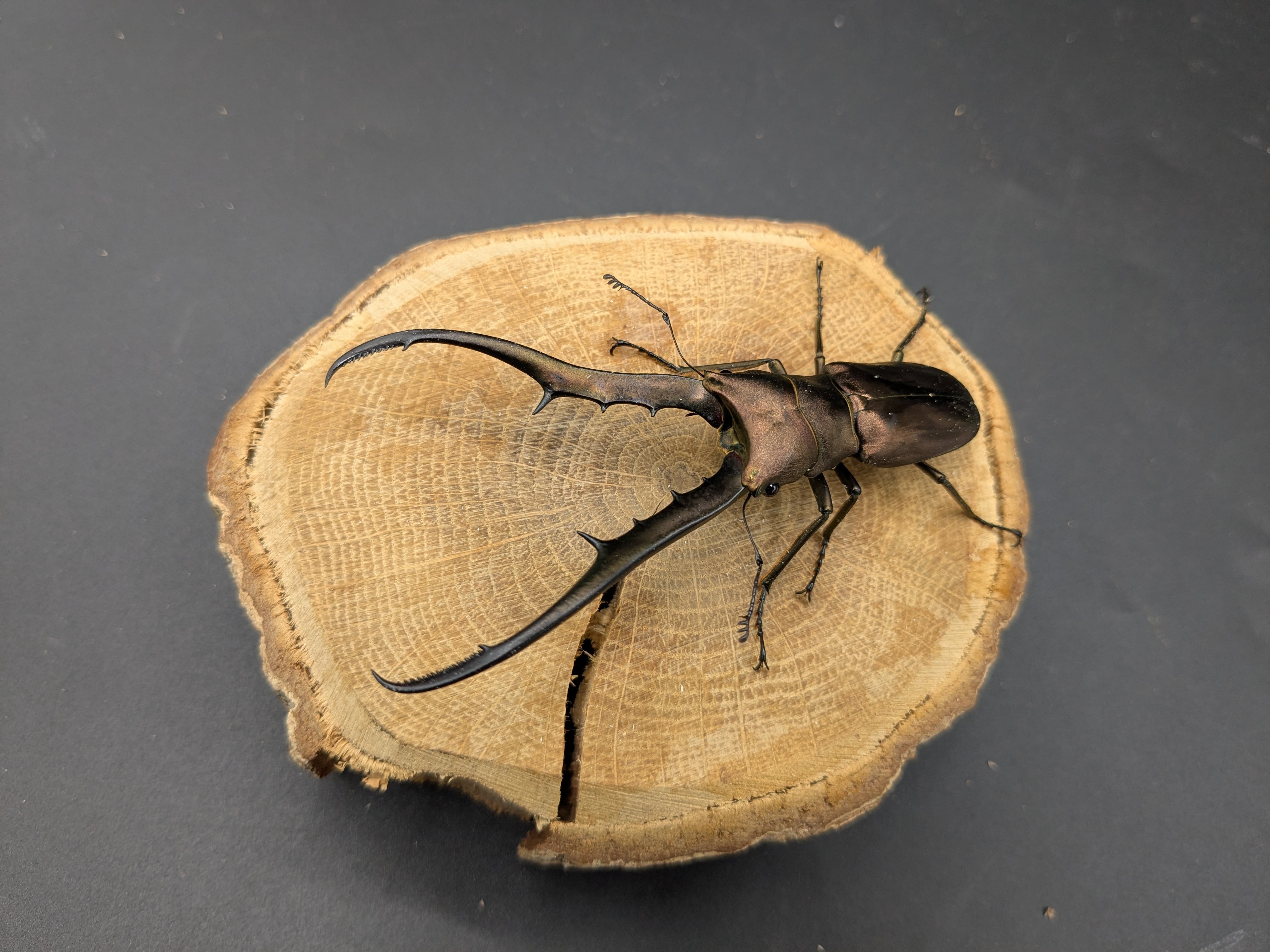 WDメタリフェルホソアカ ♂82mm♀25mm