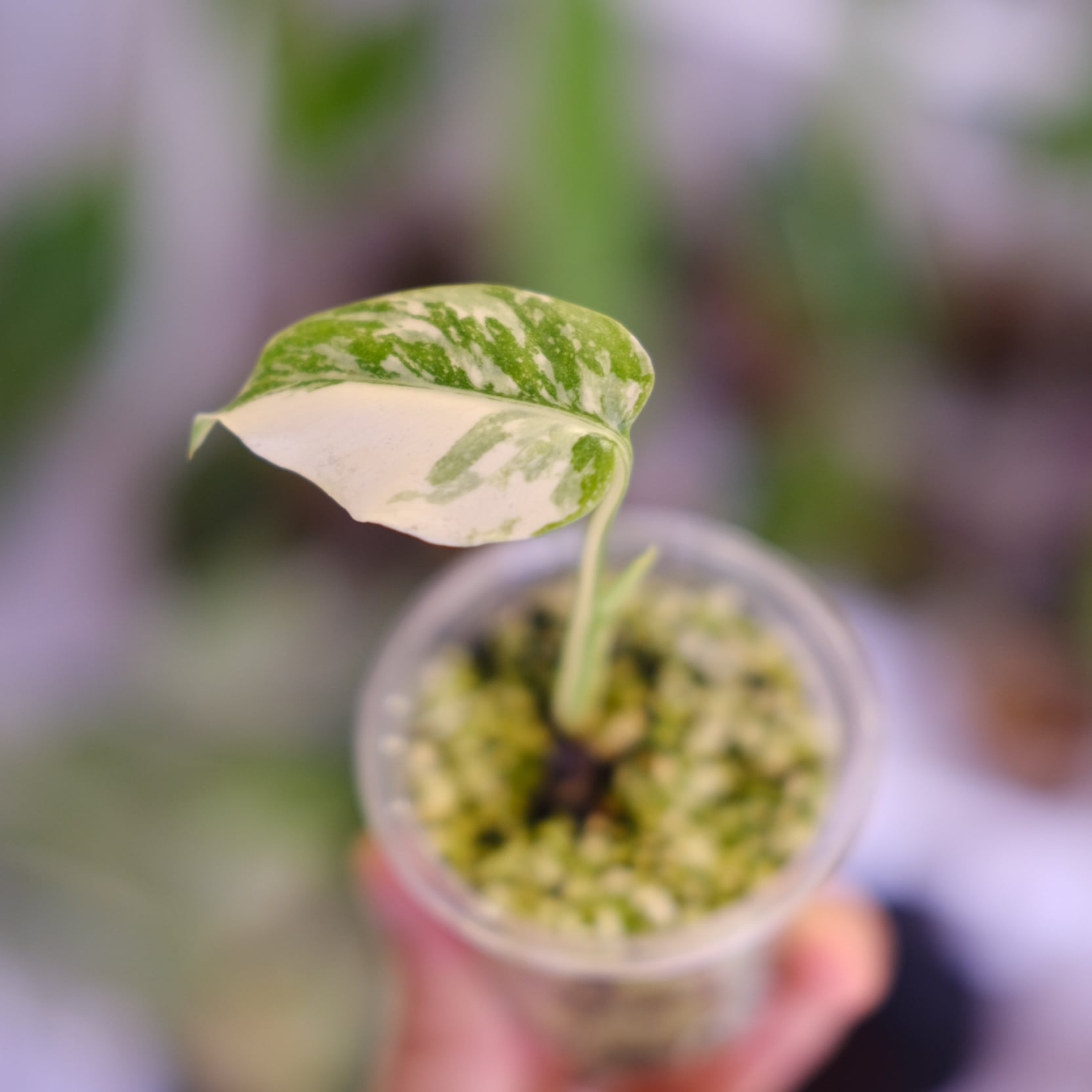 モンステラ・レガシー│Monstera deliciosa 'Legacy'⑧│観葉植物