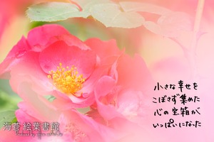 【ポストカード】小さな幸せをこぼさずに集めたここをの宝箱がいっぱいになった【薔薇】【ふぉと言葉】