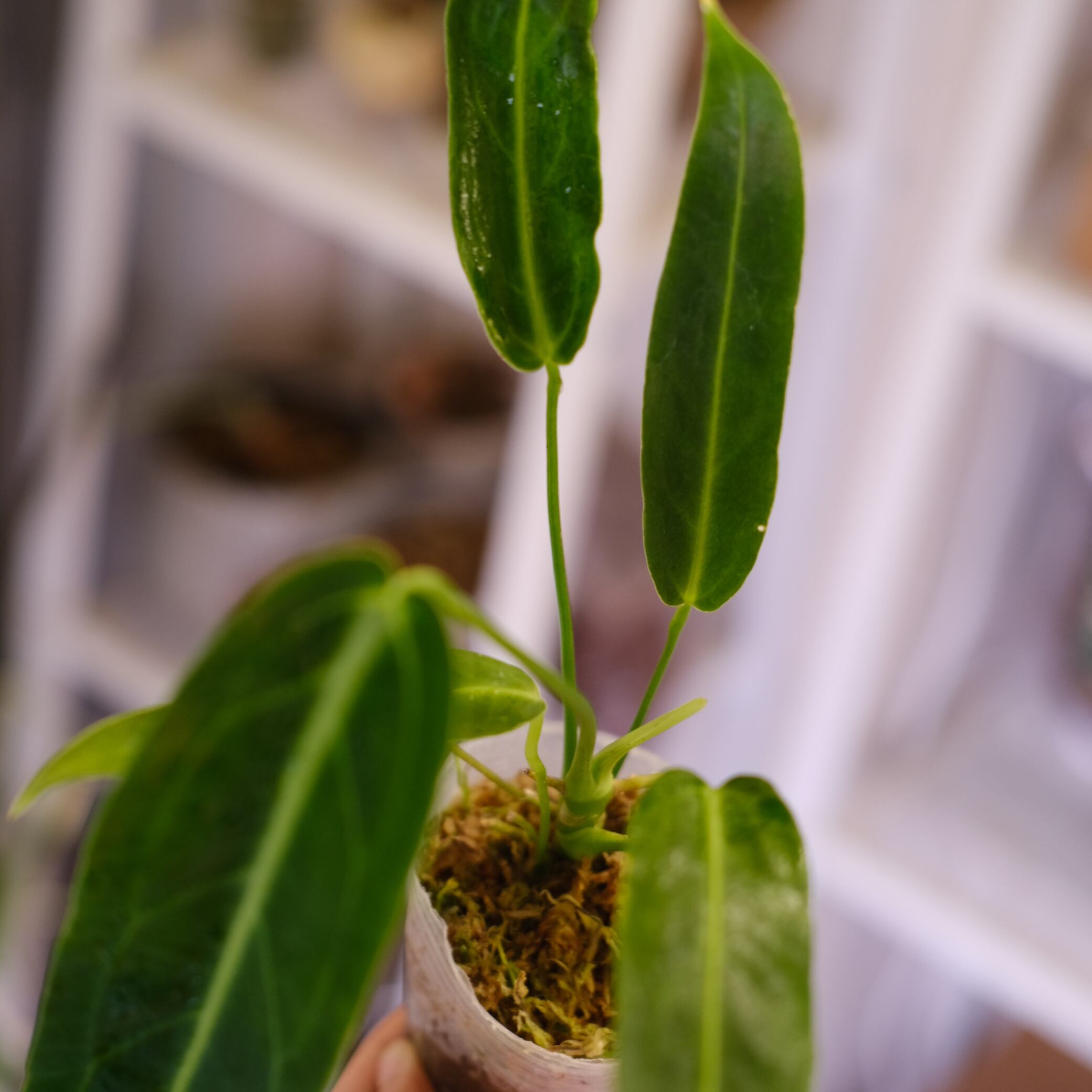 Anthurium Warocqueanum｜アンスリウム・ワロクアーナム｜観葉植物