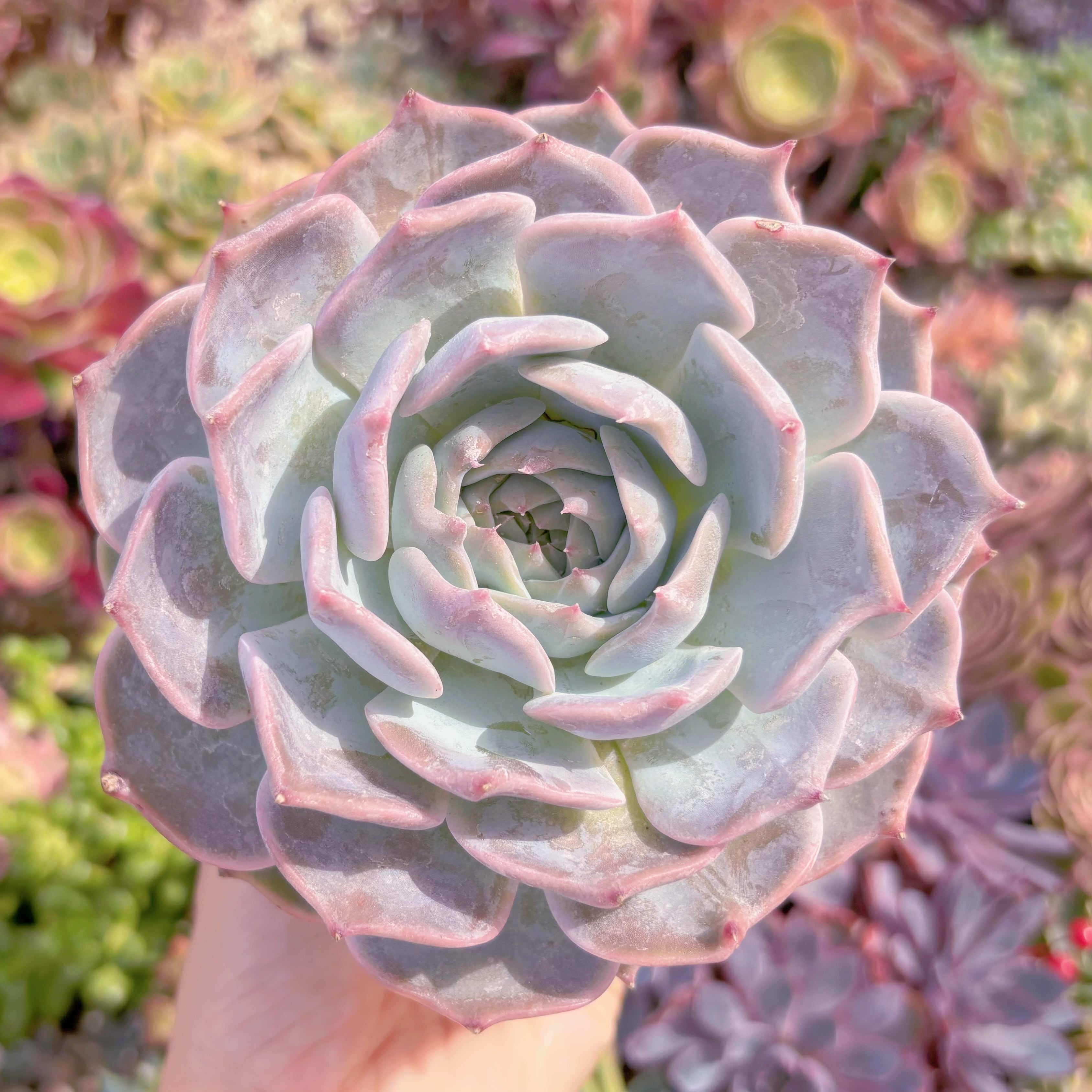 現品　ピカチュウ#A32　大苗　るる農園