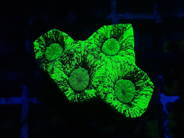 Goniastrea Frag 10"