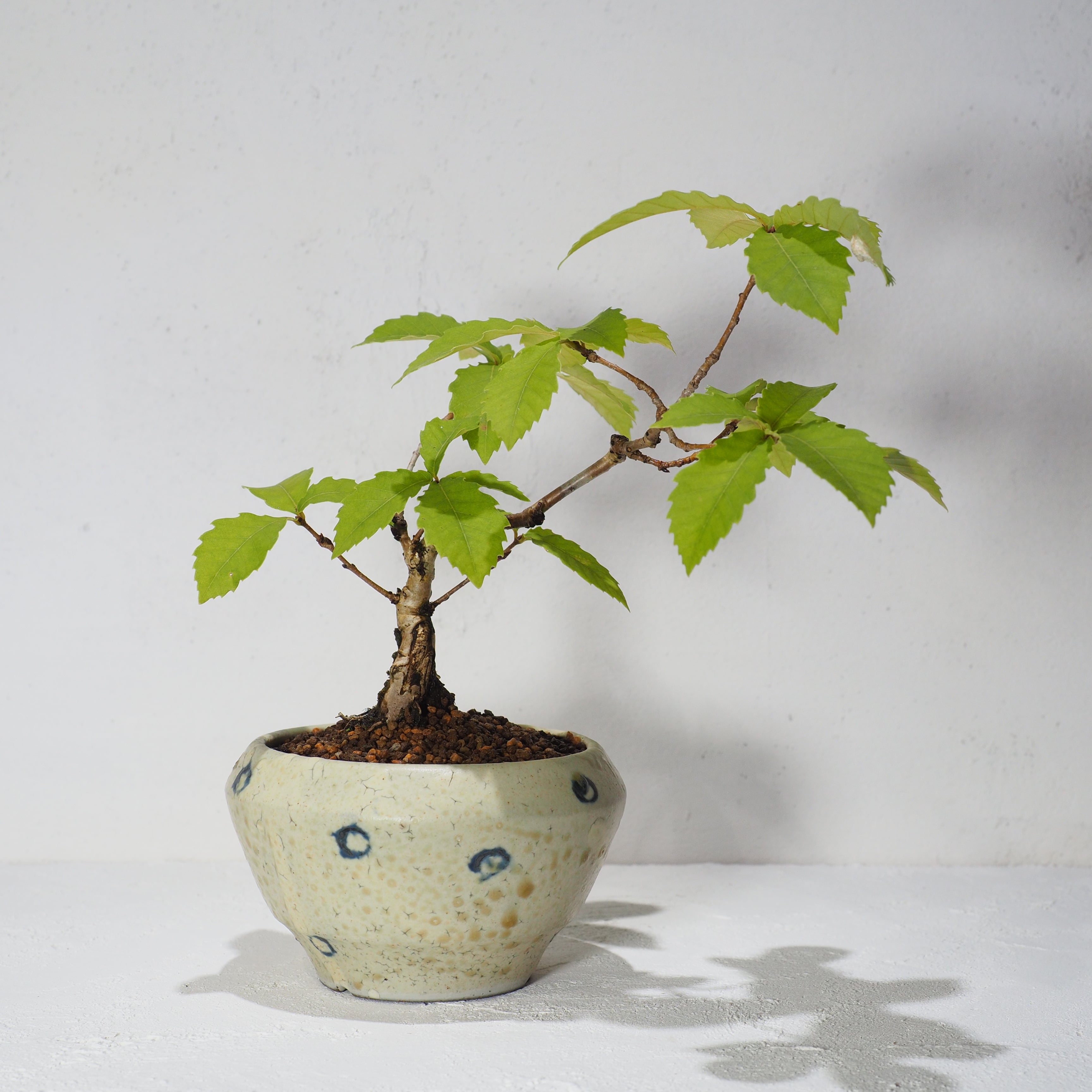 盆栽 コナラ［B208］ | ぼんさい屋とき