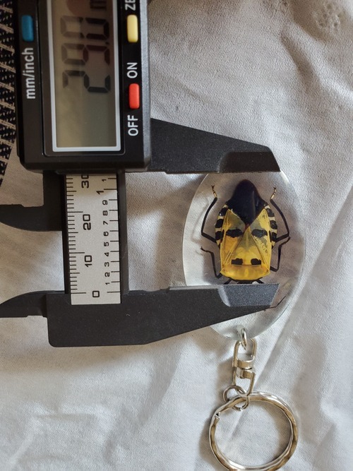 ジンメンカメムシ　キーホルダー