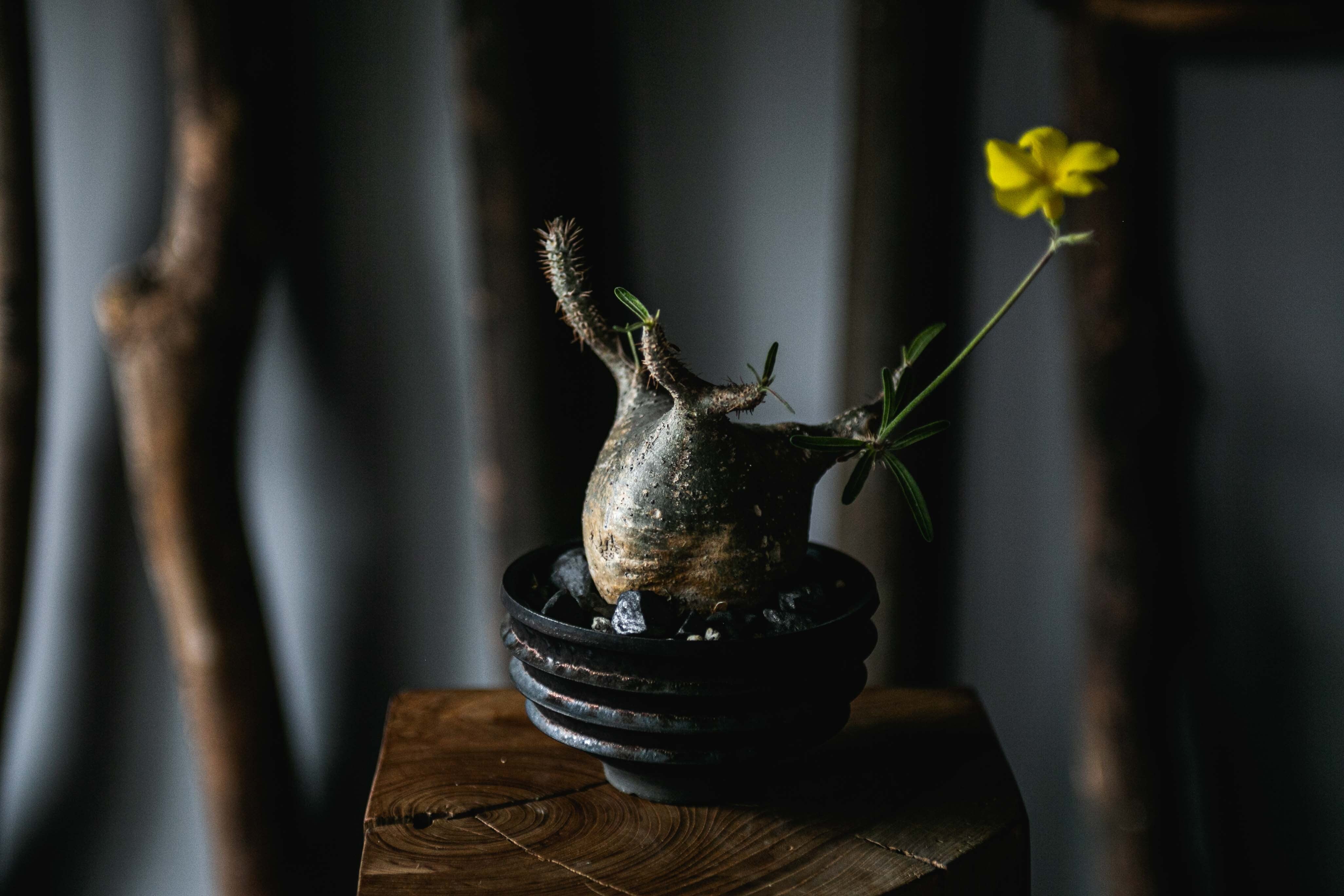 Pachypodium gracilius × deracinefactory【手乗りのちょい変態株】パキポディウム グラキリス 塊根横幅7cm